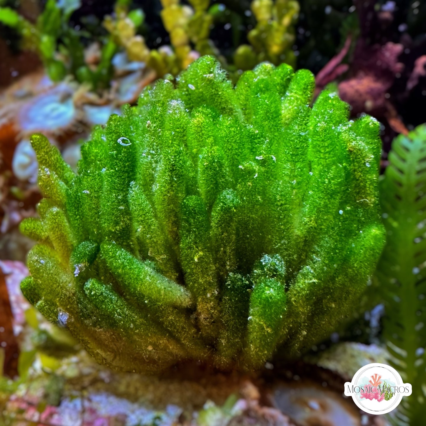 Fern Finger Macroalgae | Batophora sp.