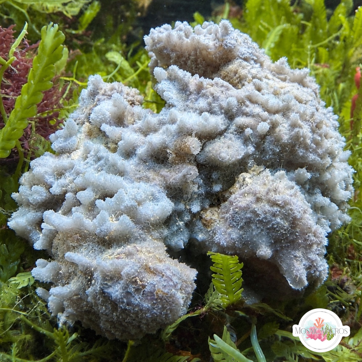 Pale Blue Encrusting Sponge | Unknown sp.