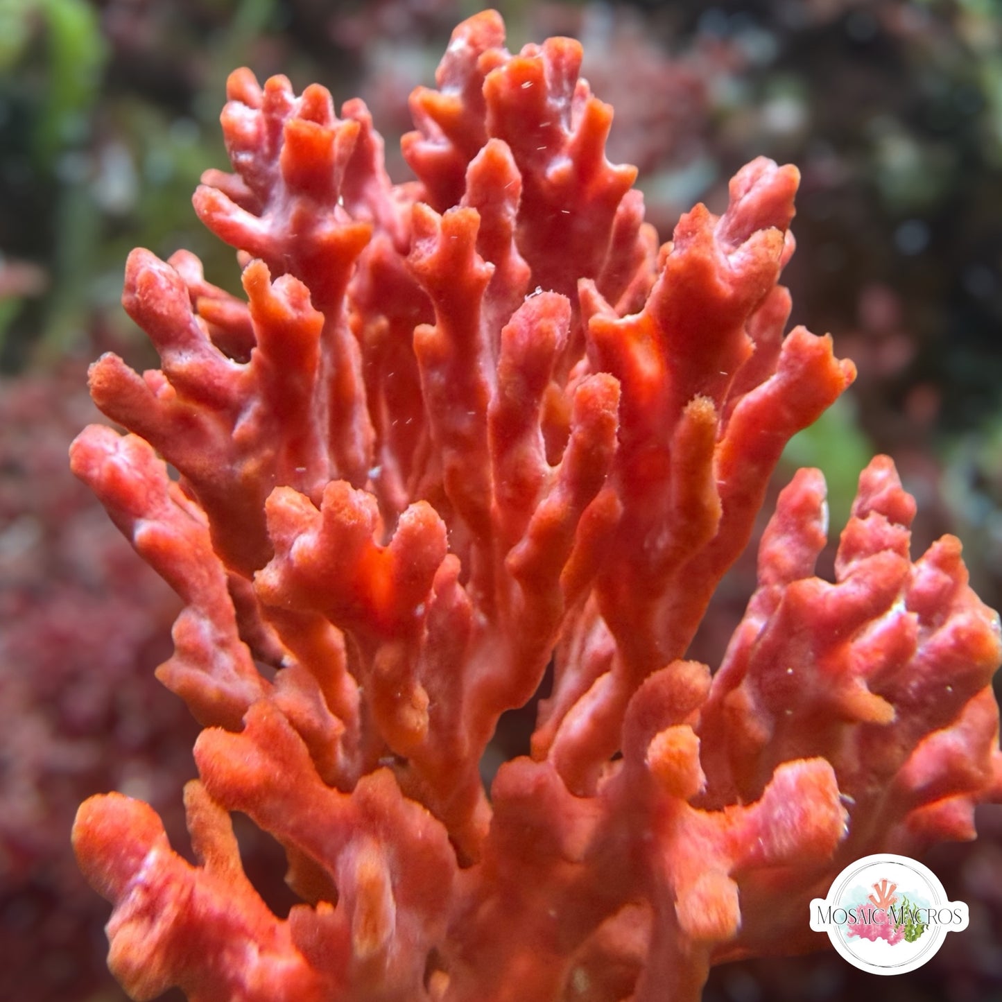 Red Beard Sponge | Unknown sp.