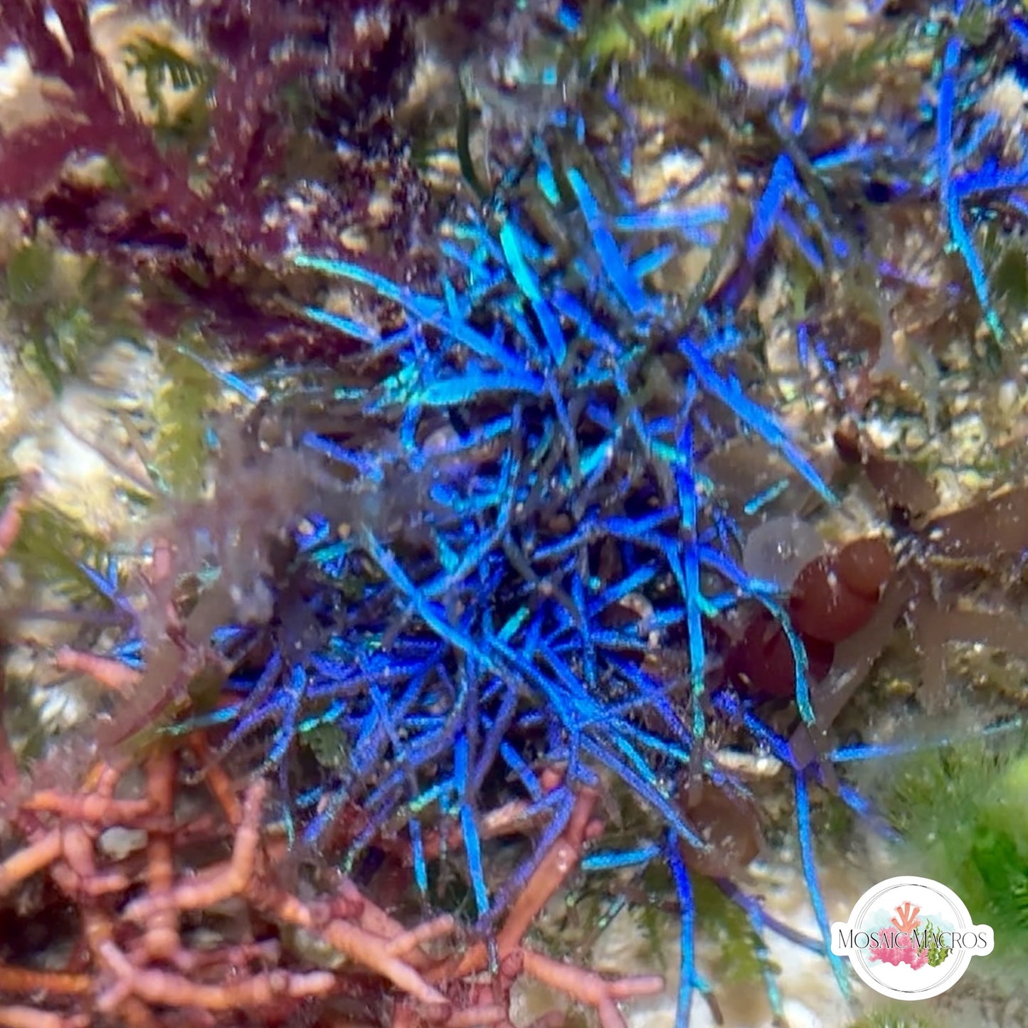 Blue Live Wire Macroalgae | Coelothrix irregularis
