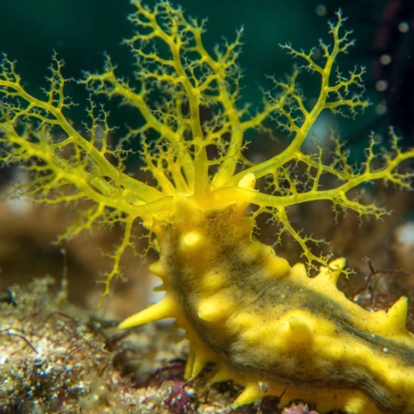 Yellow Sea Cucumber | Colochirus robustus