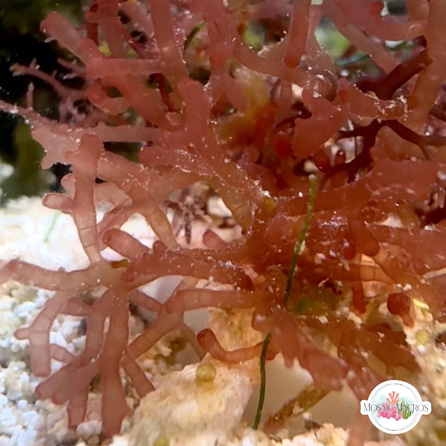 Gelatinous Bush Macroalgae | Unknown sp.