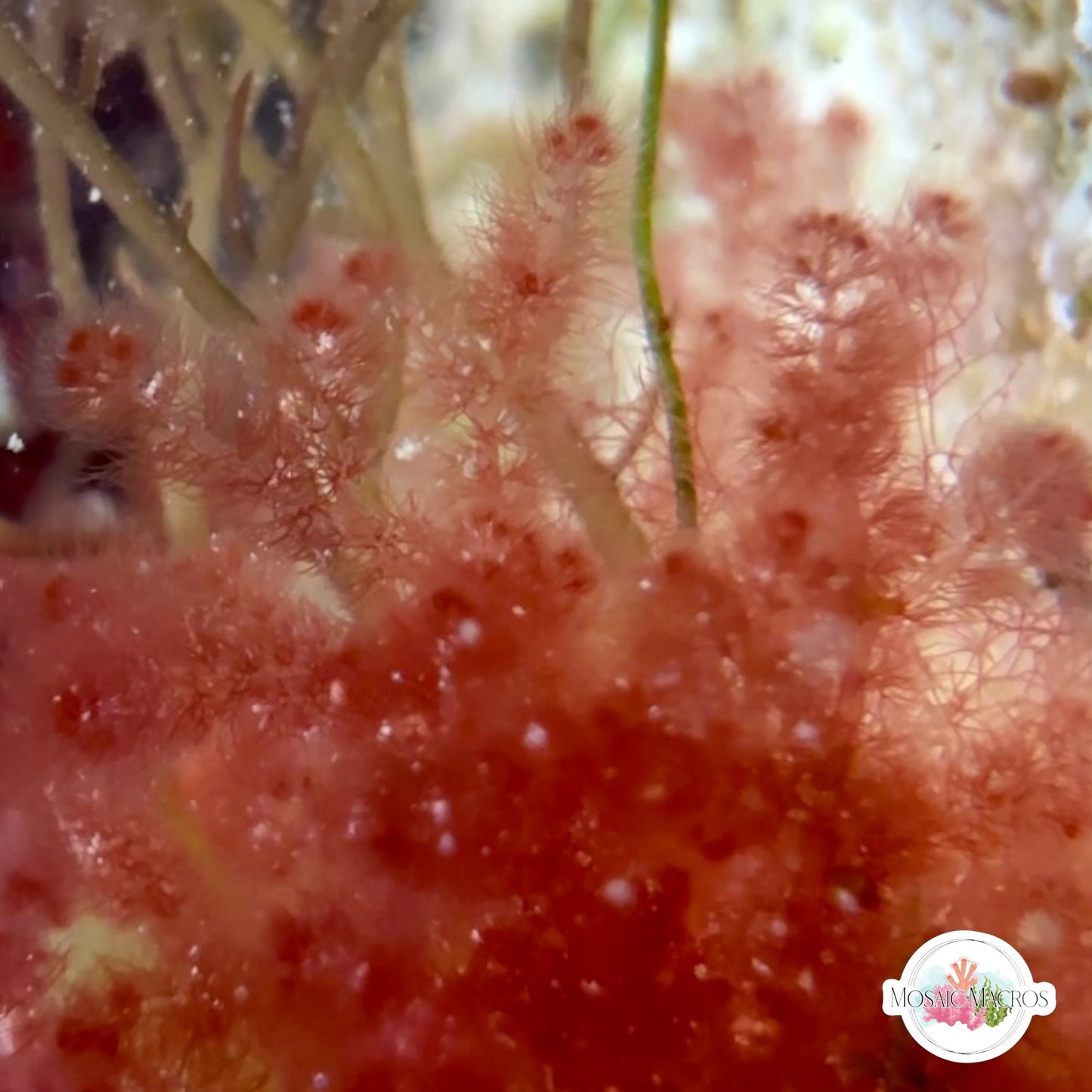 Pink Baby’s Breath Macroalgae | Unknown sp.