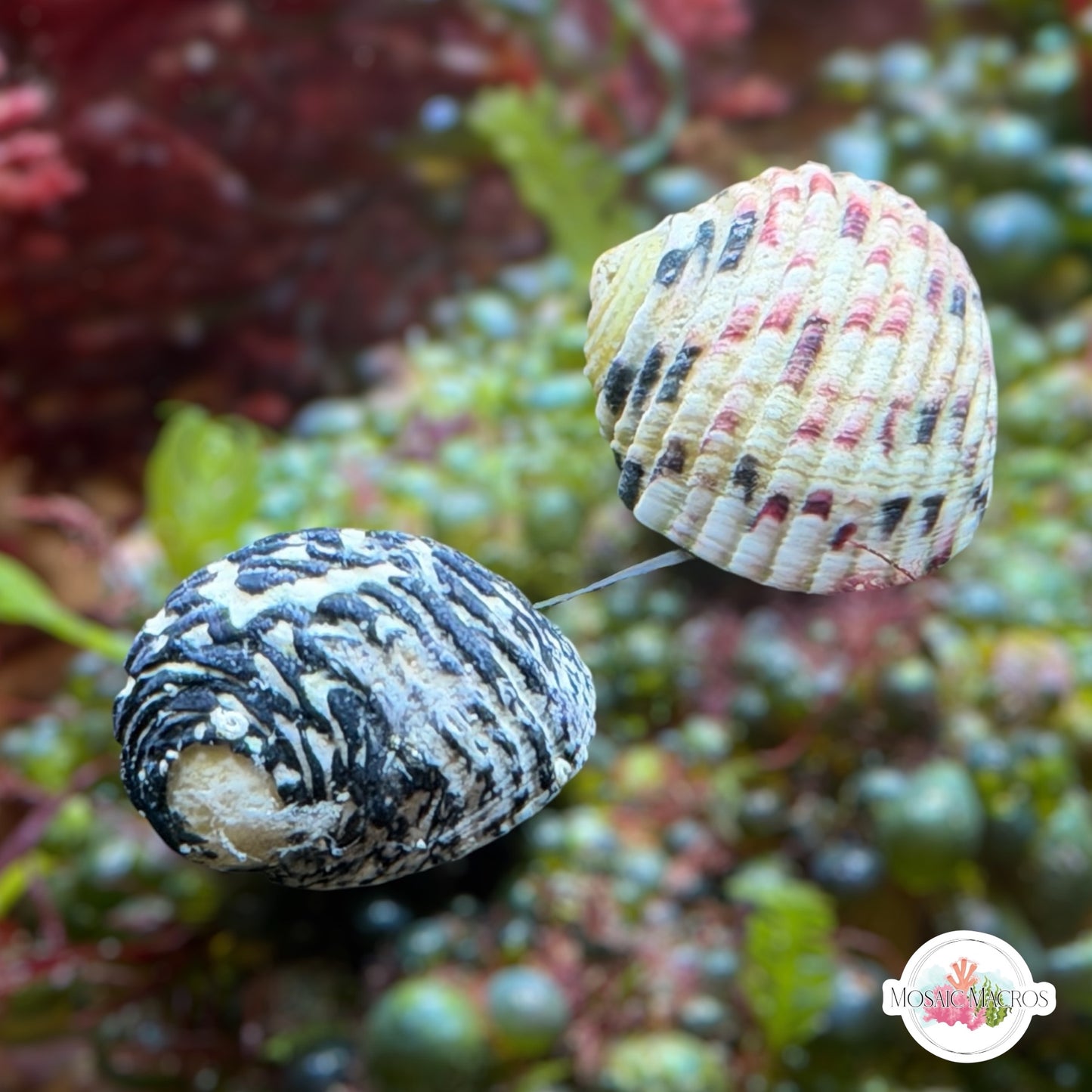 Nerite Snail | Nerite sp.