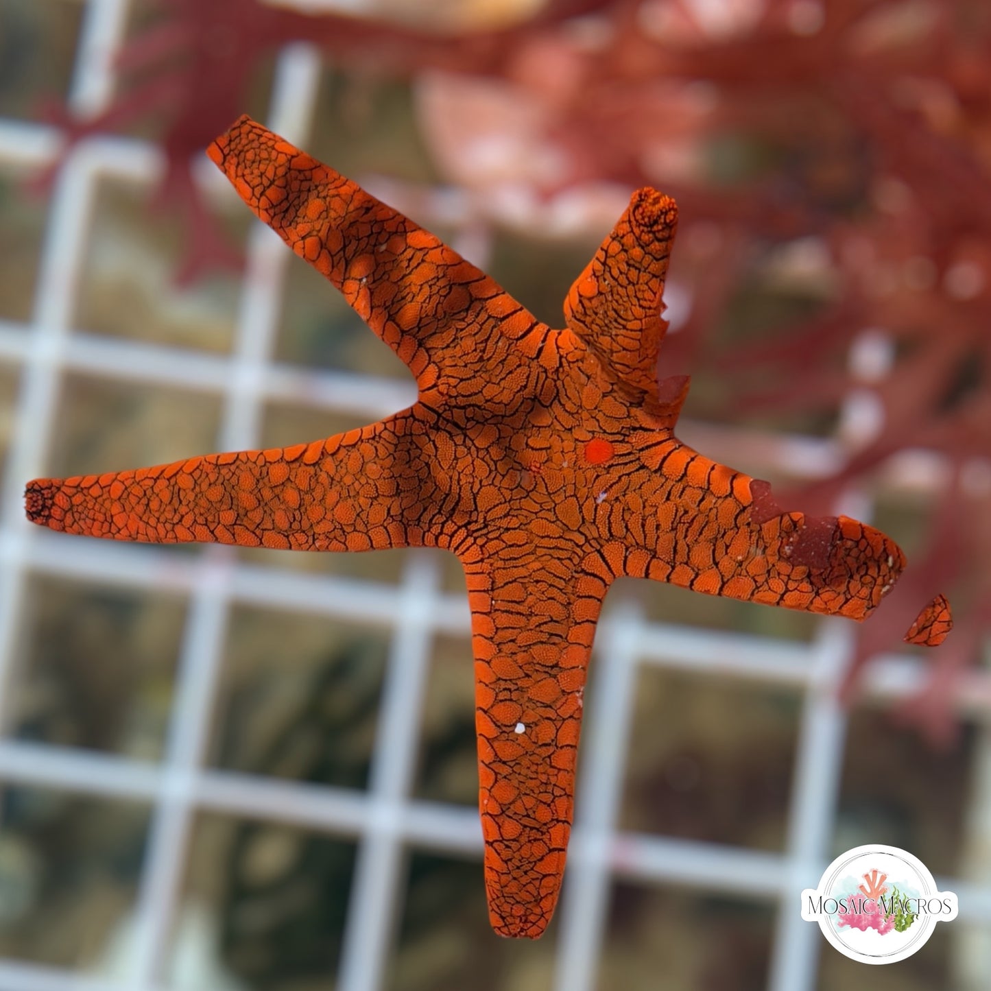 Orange Fromia Starfish | Fromia milleporella