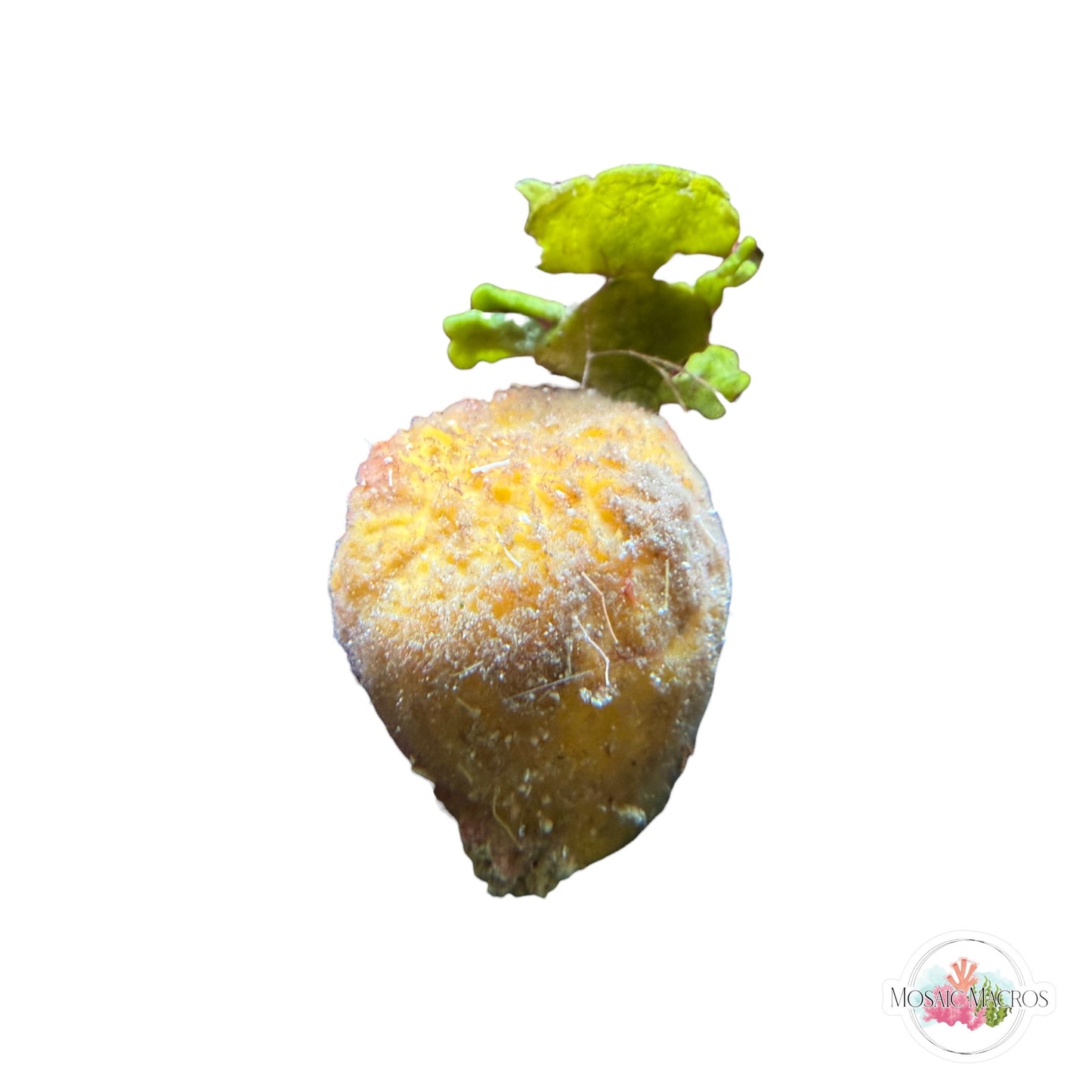 WYSWYG Ball Sponge & Halimeda