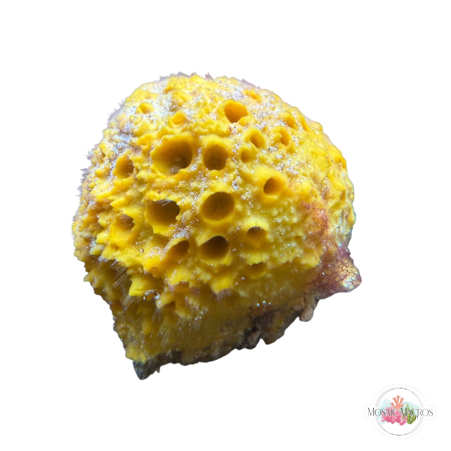 WYSWYG Ball Sponge (Large)