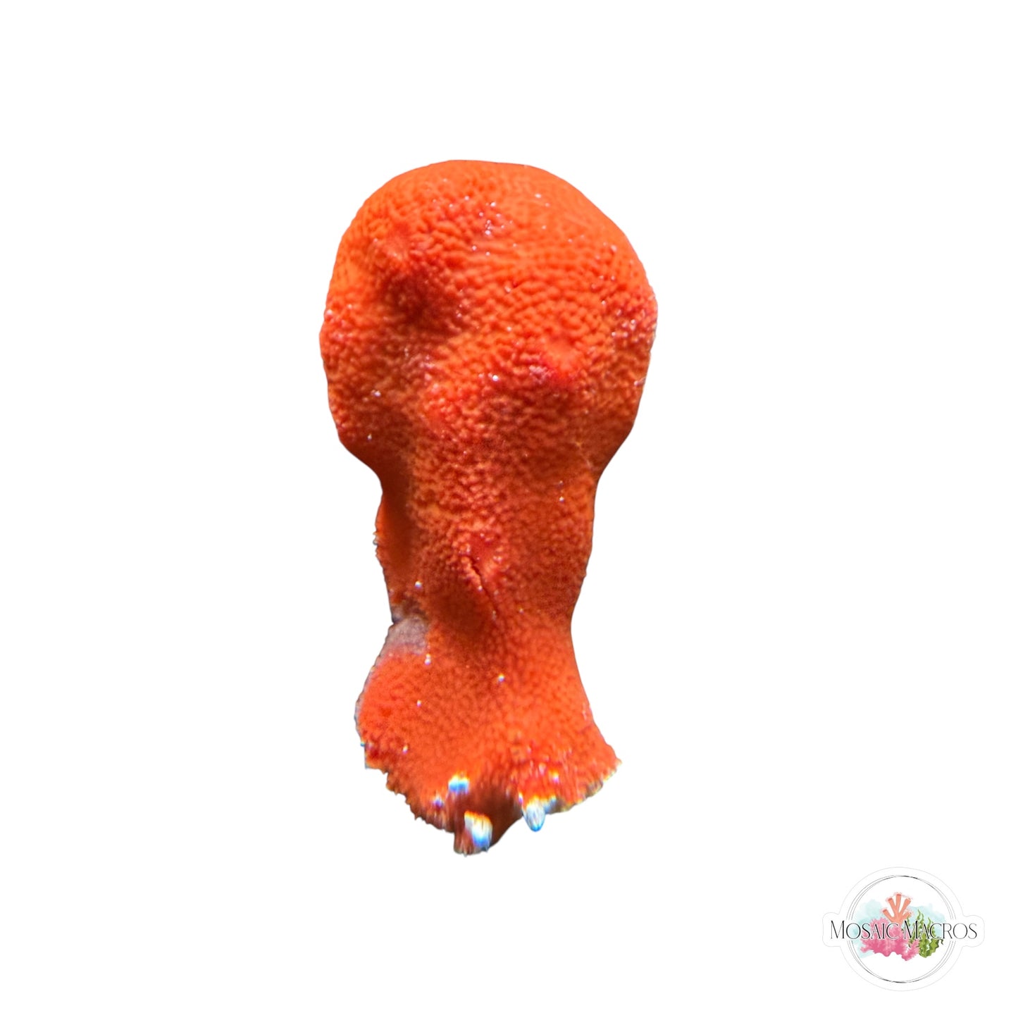 WYSWYG Orange Sponge