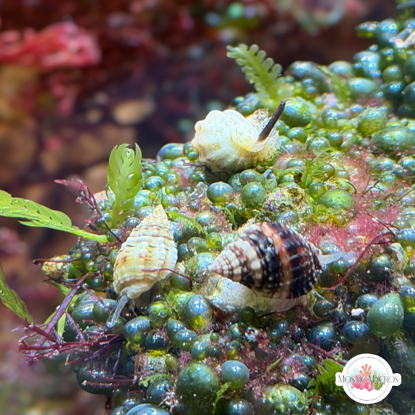Mini Nassarius Snail | Nassarius vibex