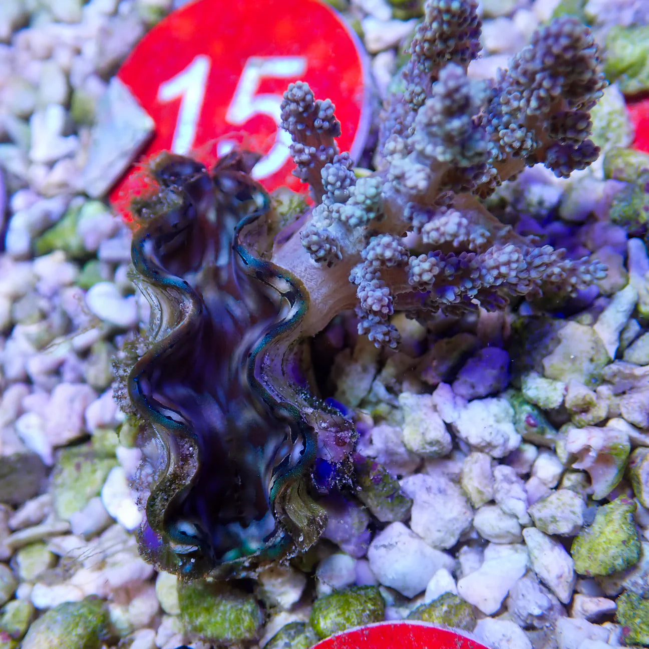 WYSWYG Blue Squamosa Clam & Kenya Tree Coral | Tridacna squamosa