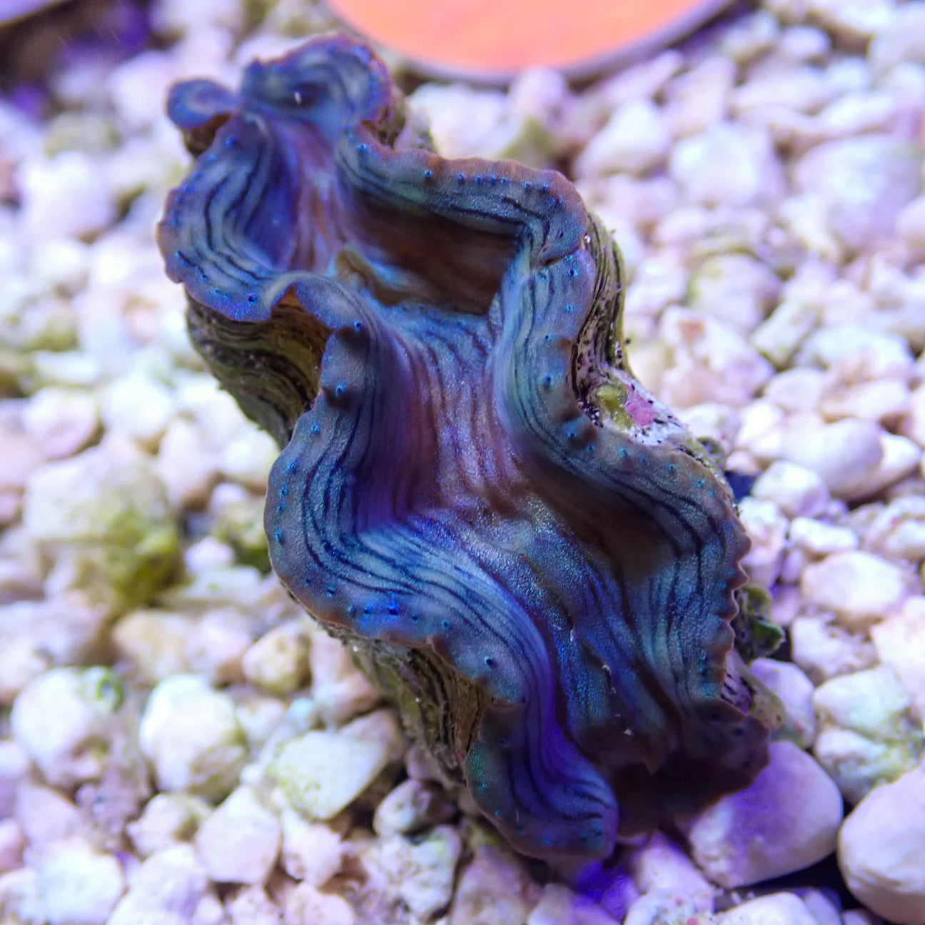 WYSWYG Blue Squamosa Clam | Tridacna squamosa