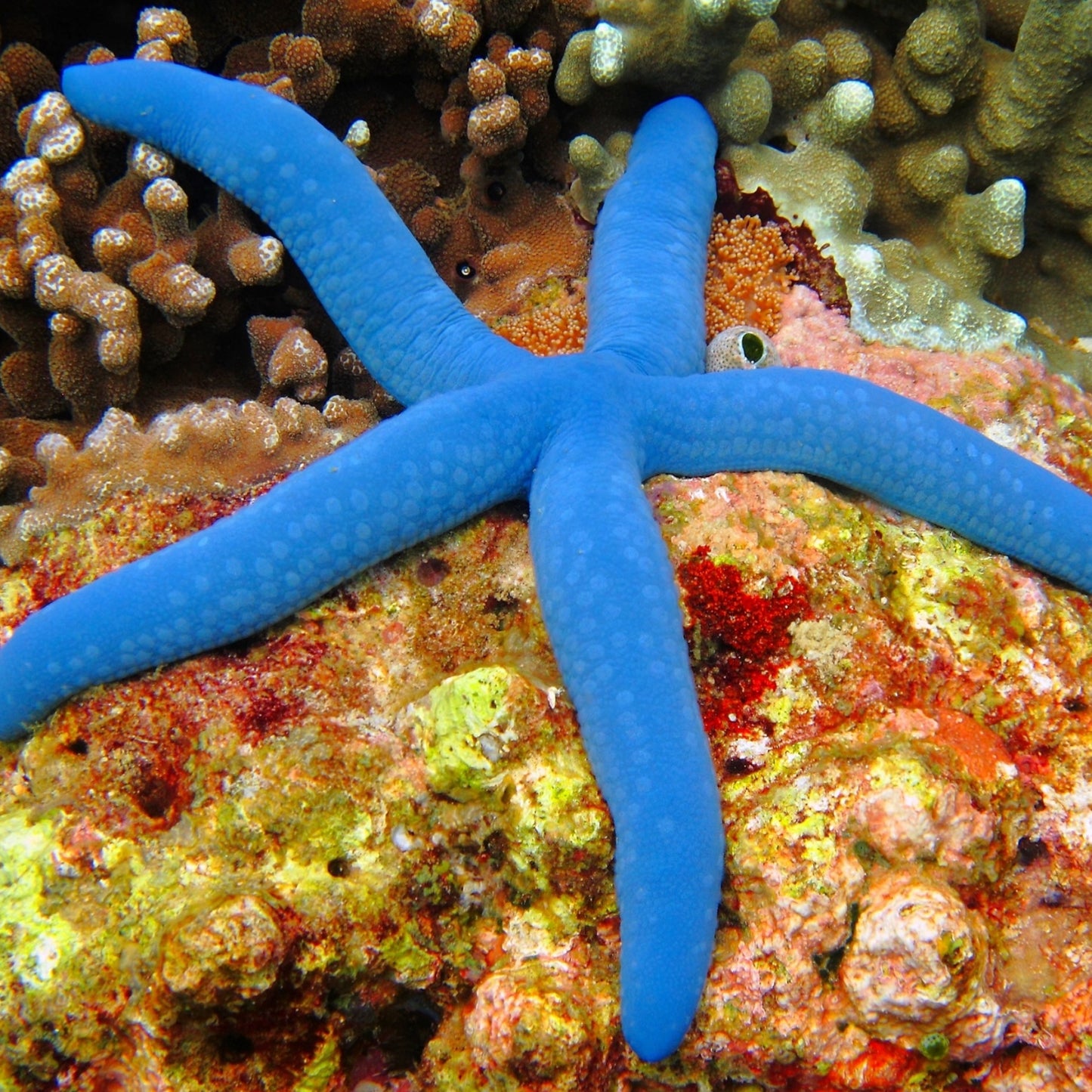 Blue Linckia Starfish | Linckia laevigata