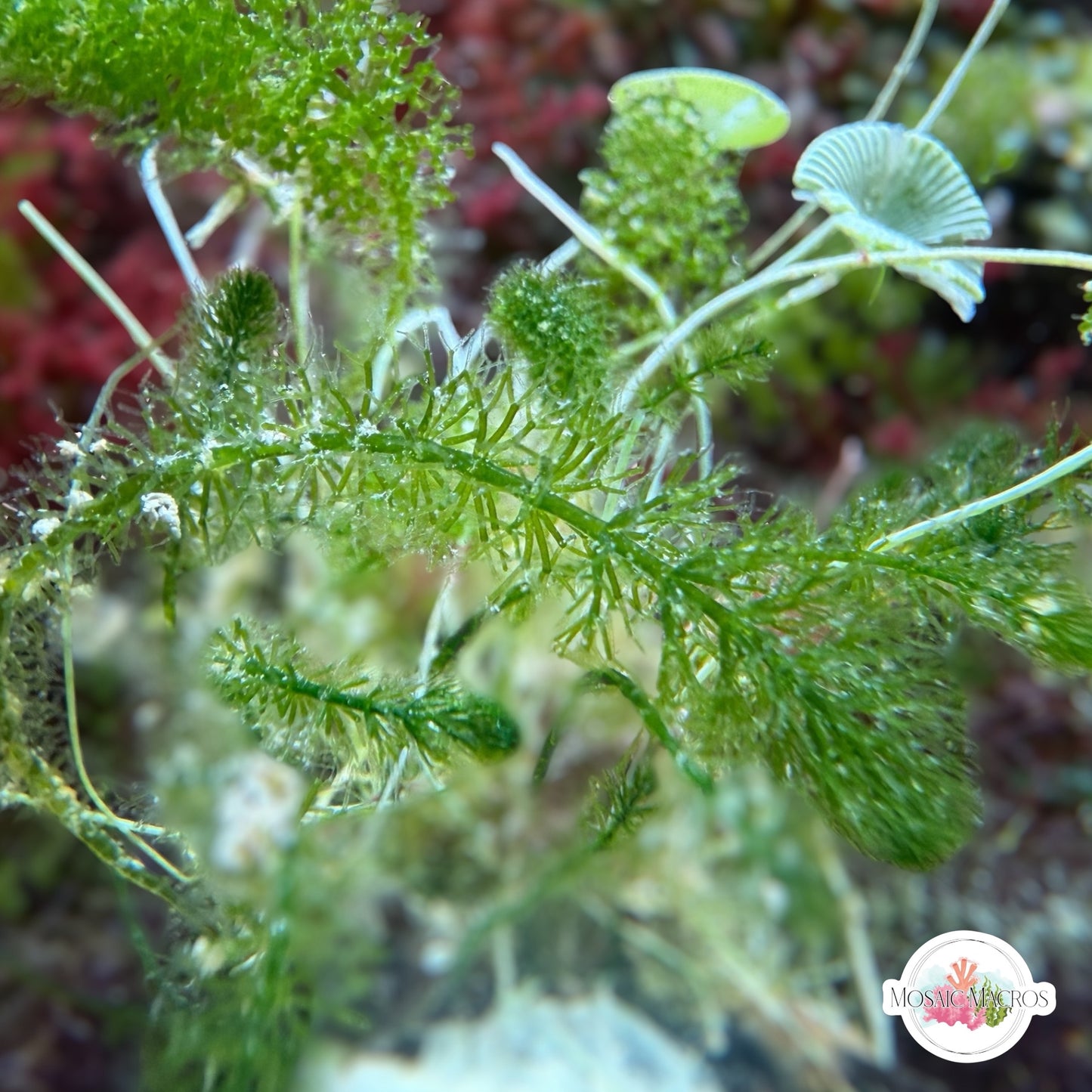 Hornwort Fern Macroalgae | Batophora sp.