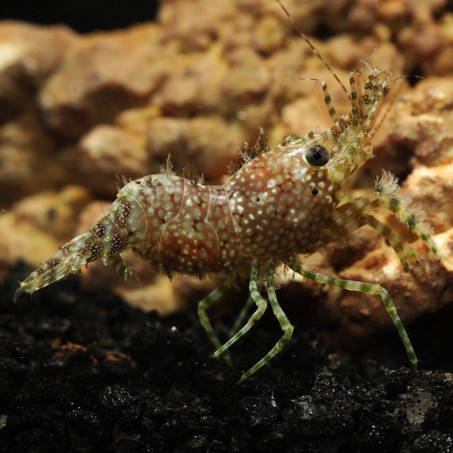 Marbled Saron Shrimp | Saron marmoratus