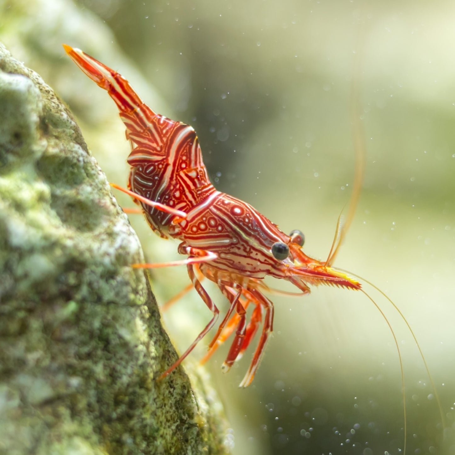 Red Camel Shrimp | Rhynchocinetes durbanensis