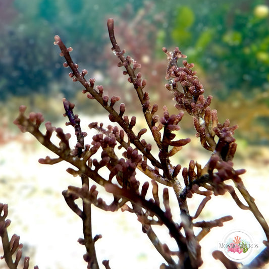 Purple Asparagus Laurencia Macroalgae | Laurencia sp.