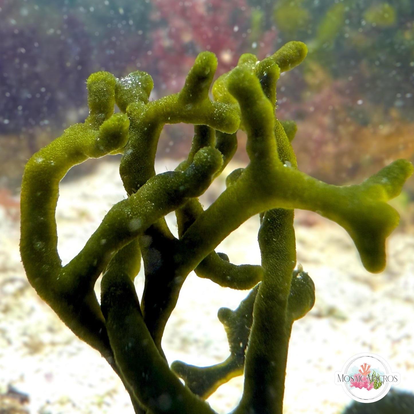 Dead Man’s Fingers Macroalgae | Codium fragile