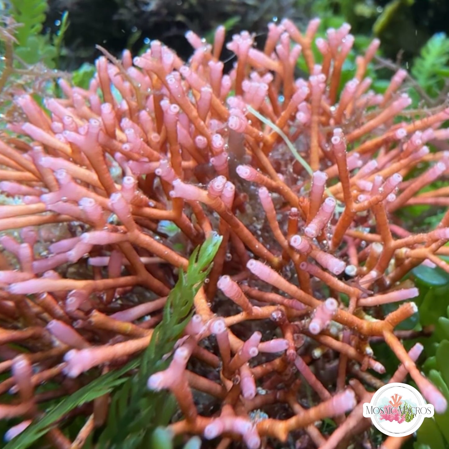 Tubular Thicket Macroalgae | Galaxaura rugosa