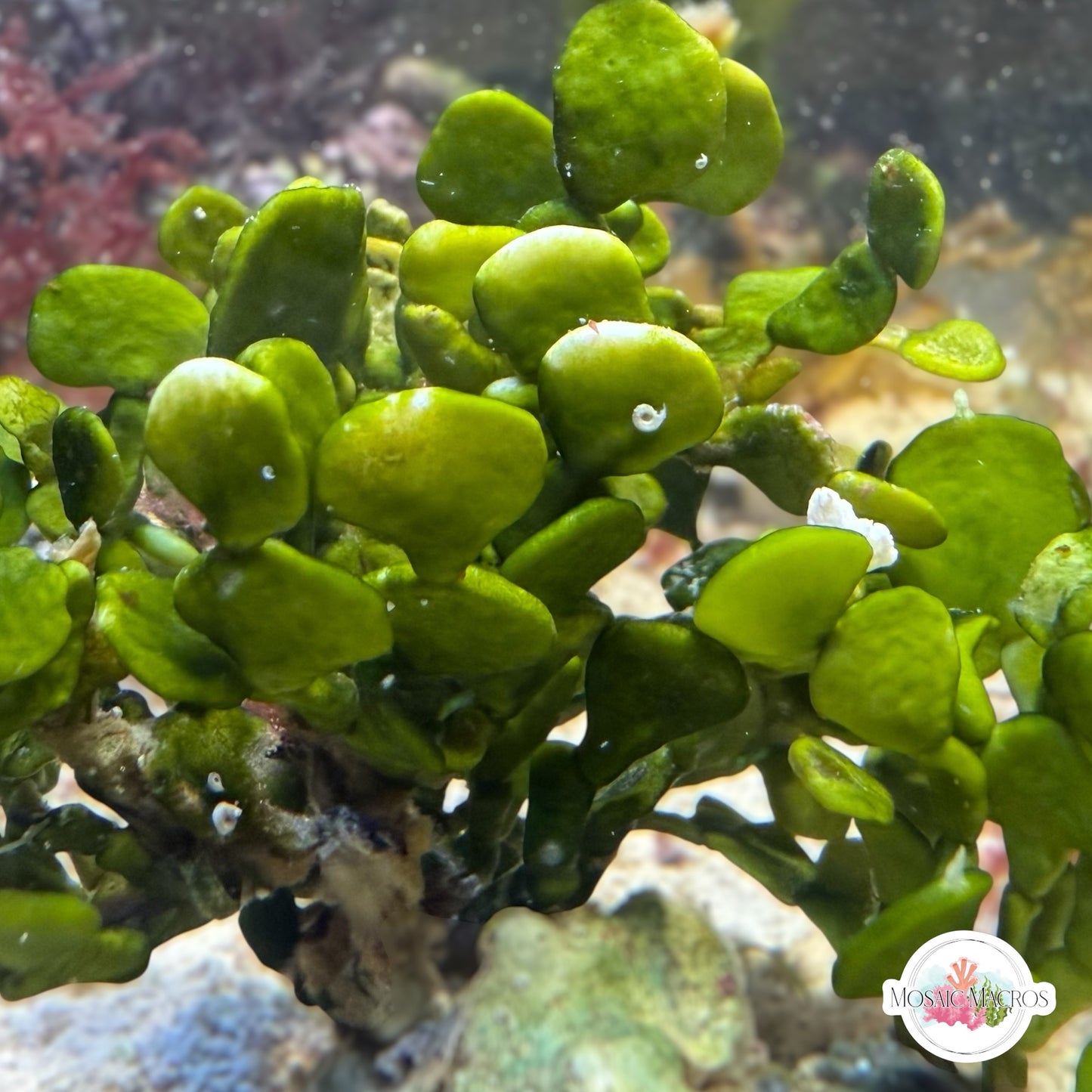 Coin Halimeda Macroalgae | Halimeda discoidea