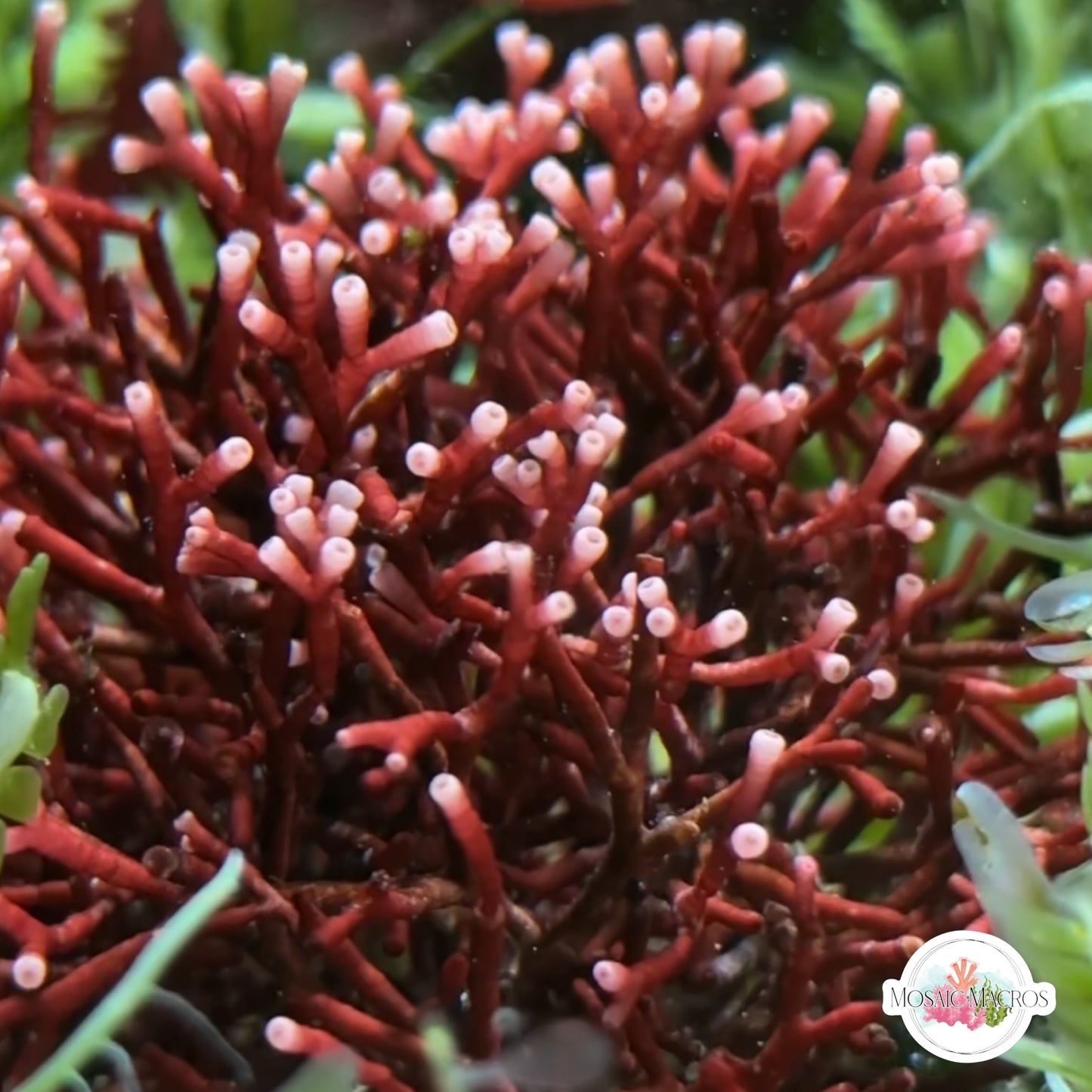 Tubular Thicket Macroalgae | Galaxaura rugosa