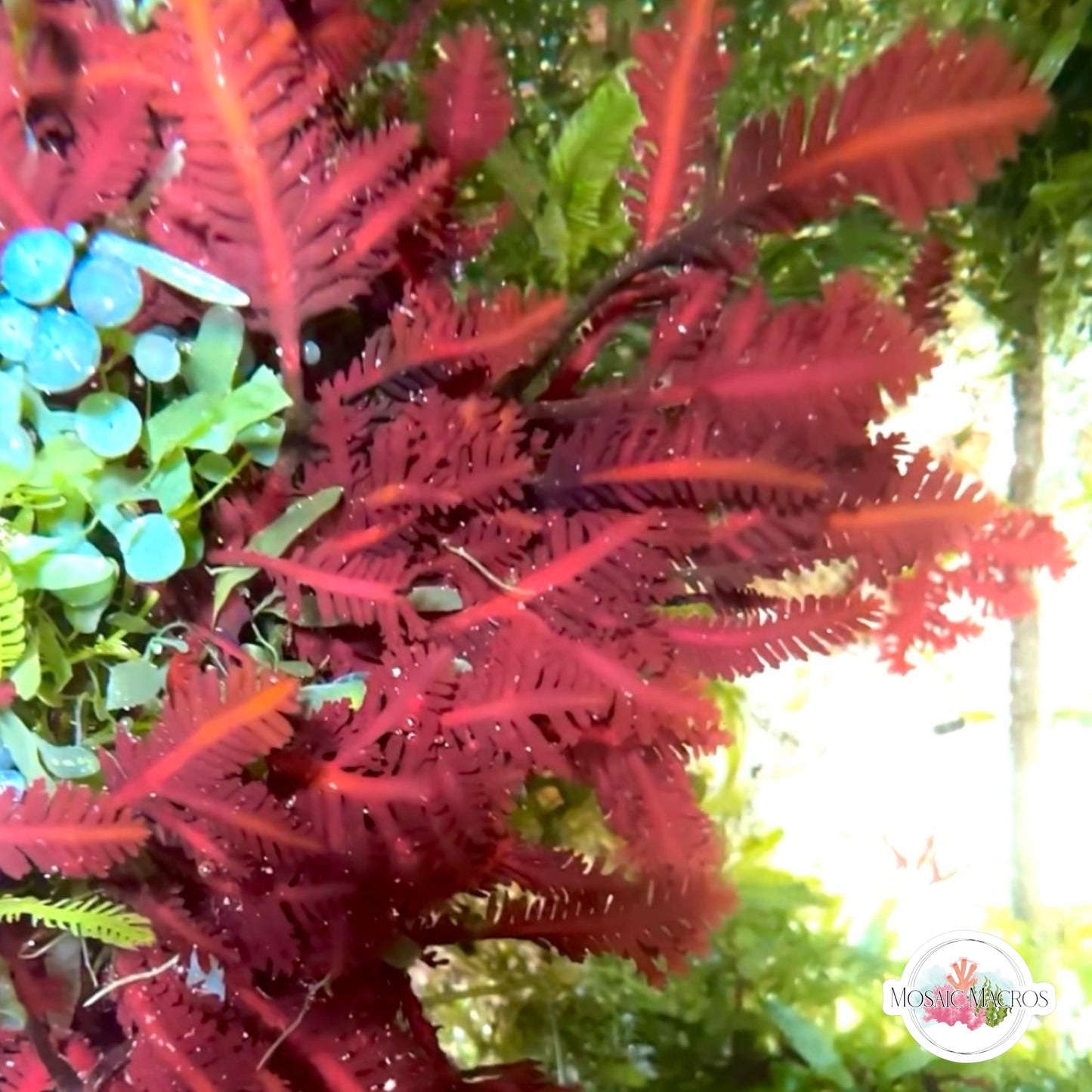 Red Fern Macroalgae | Haliptilon sp.