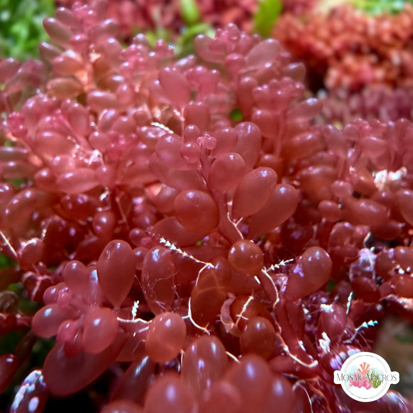 Red Grape Macroalgae | Botryocladia occidentalis