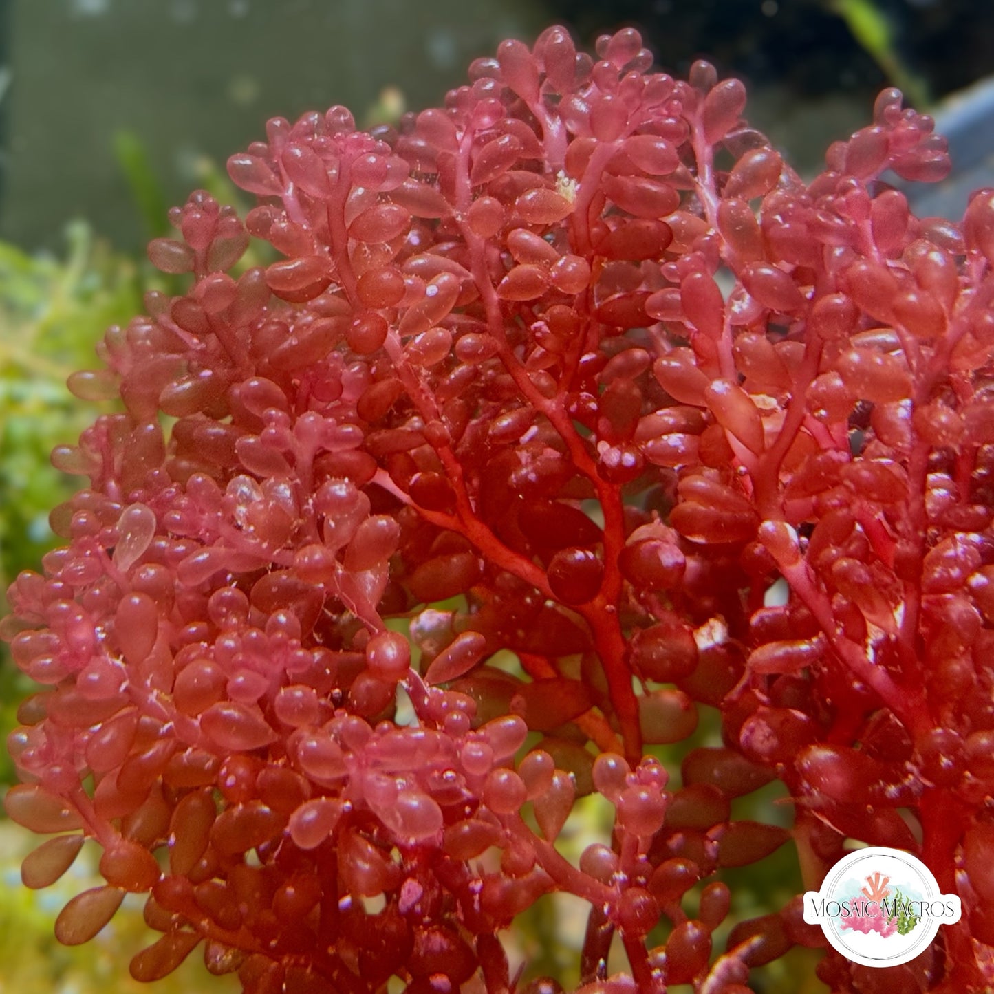 Red Grape Macroalgae | Botryocladia occidentalis