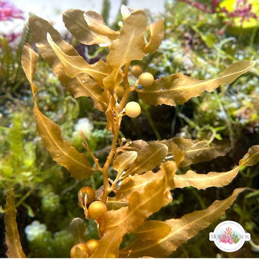 Pseudo-Kelp Macroalgae | Sargassum sp.