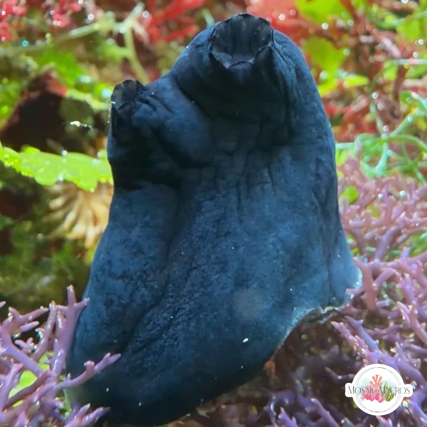 Navy Blue Sea Squirt | Polycarpa sp.