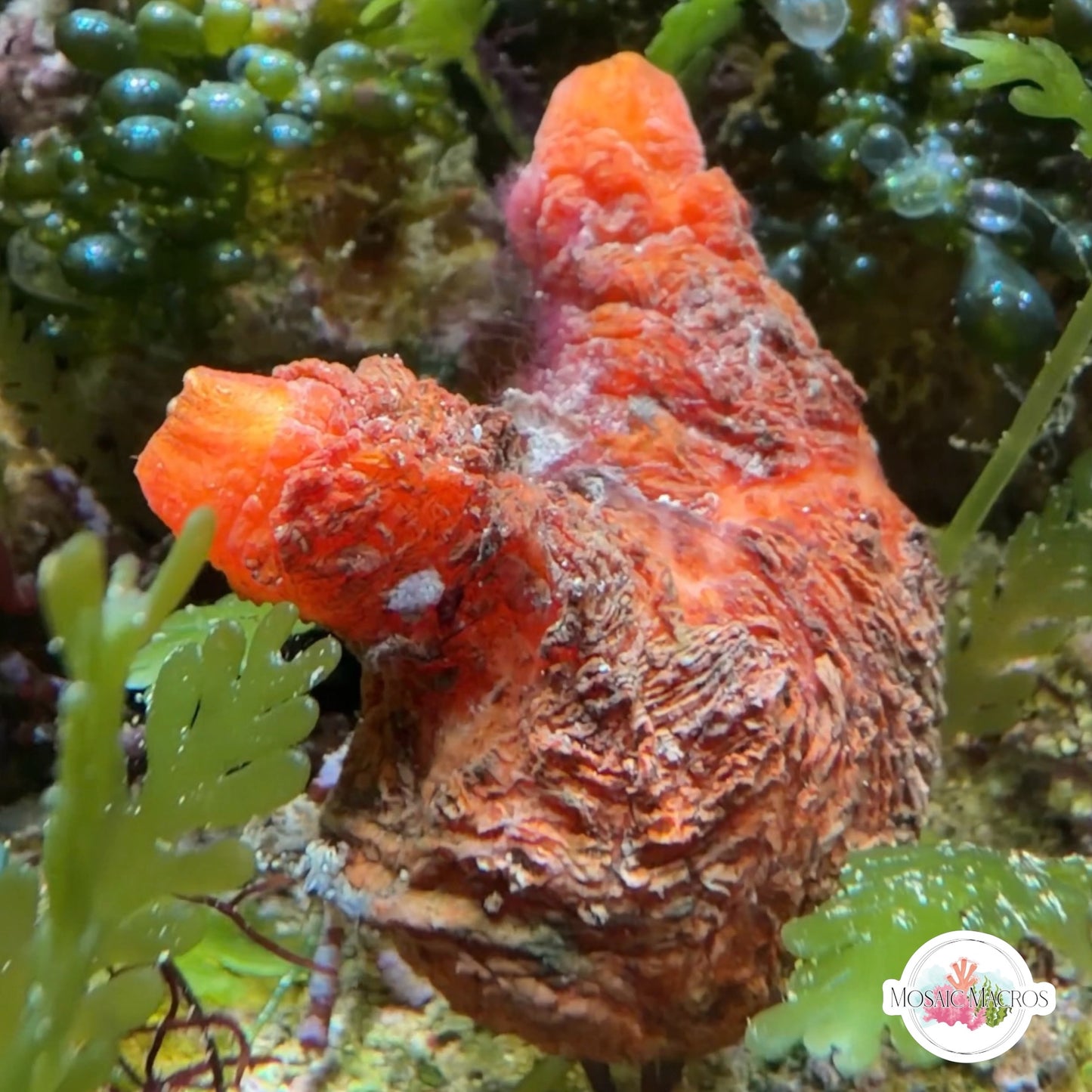 Orange Sea Squirt | Polycarpa sp.