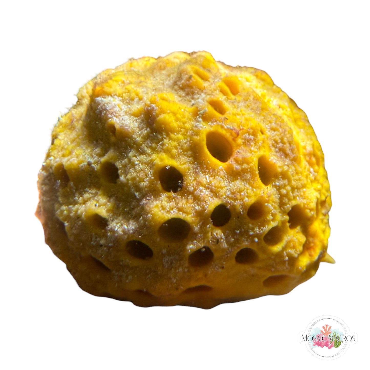 WYSWYG Ball Sponge (Large)