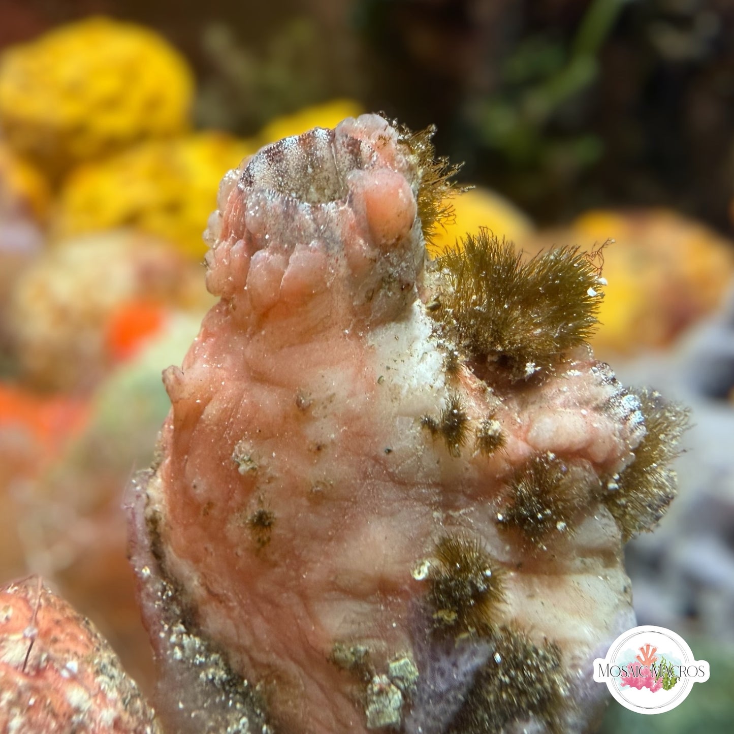 Pink Sea Squirt | Polycarpa sp.