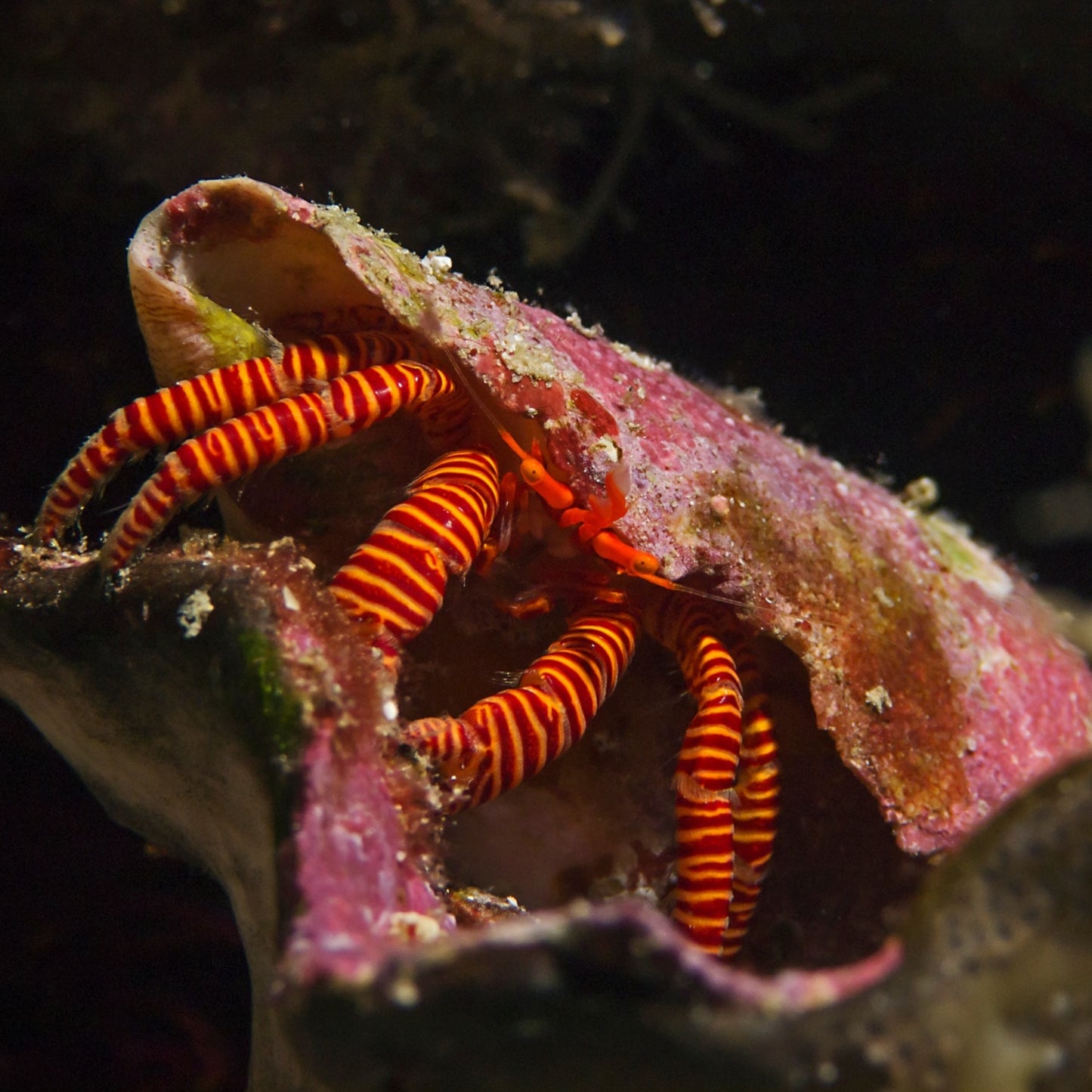 Halloween Hermit Crab | Ciliopagurus strigatus