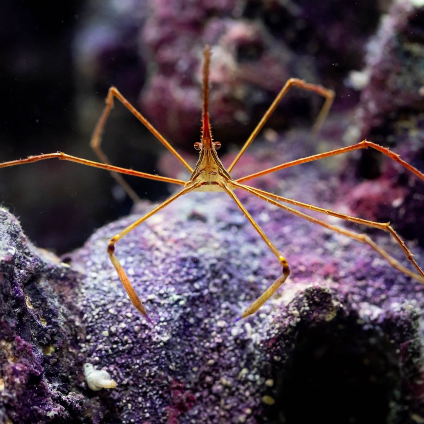 Yellowline Arrow Crab | Stenorhynchus seticornis