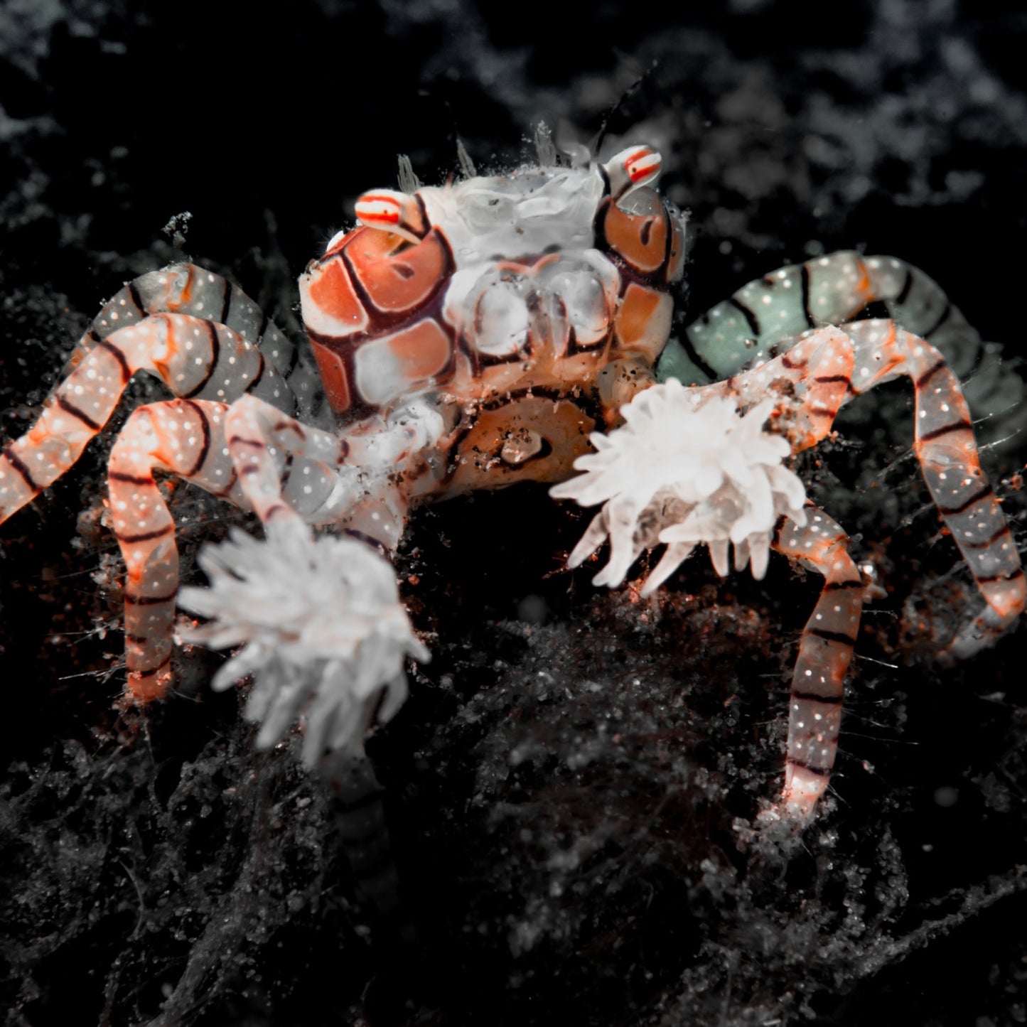 Pom-Pom Crab | Lybia tessellata
