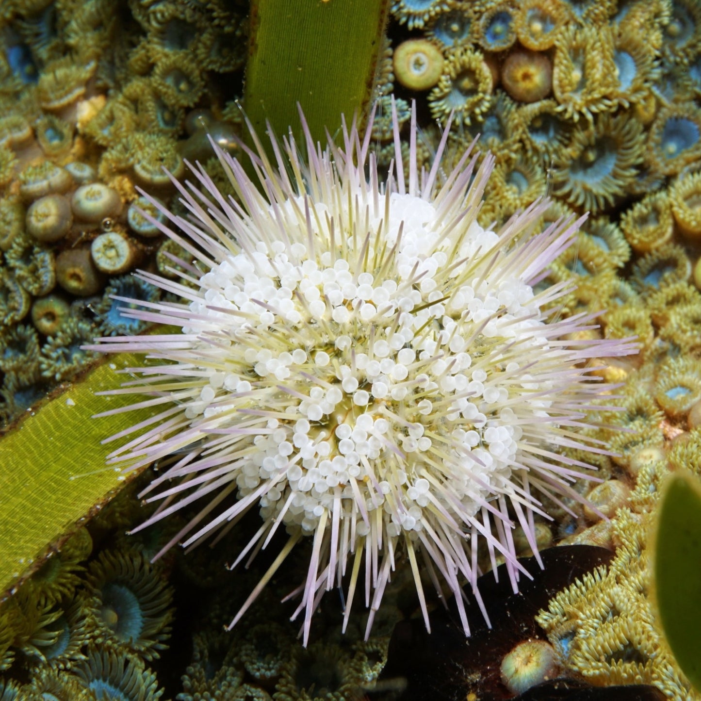 Pincushion Urchin | Lytechinus variegatus
