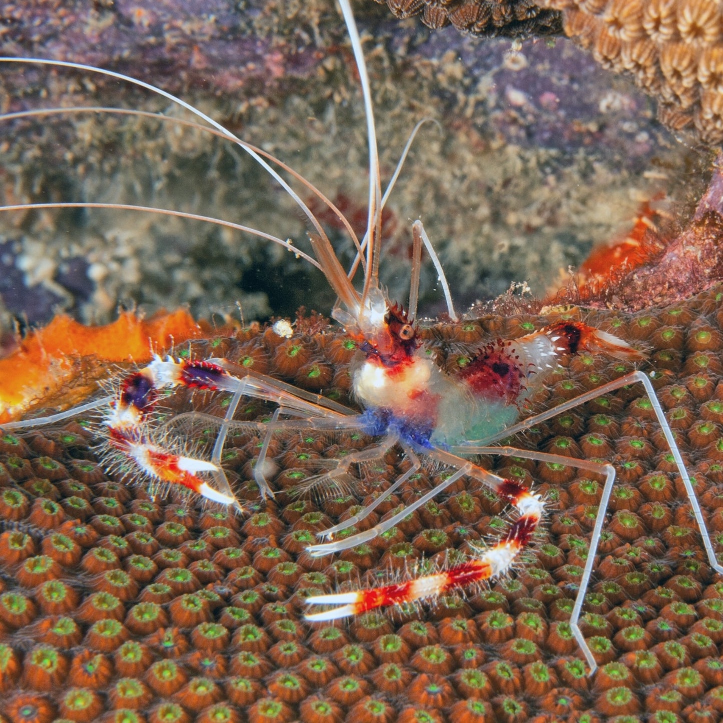 Banded Coral Shrimp | Stenopus hispidus