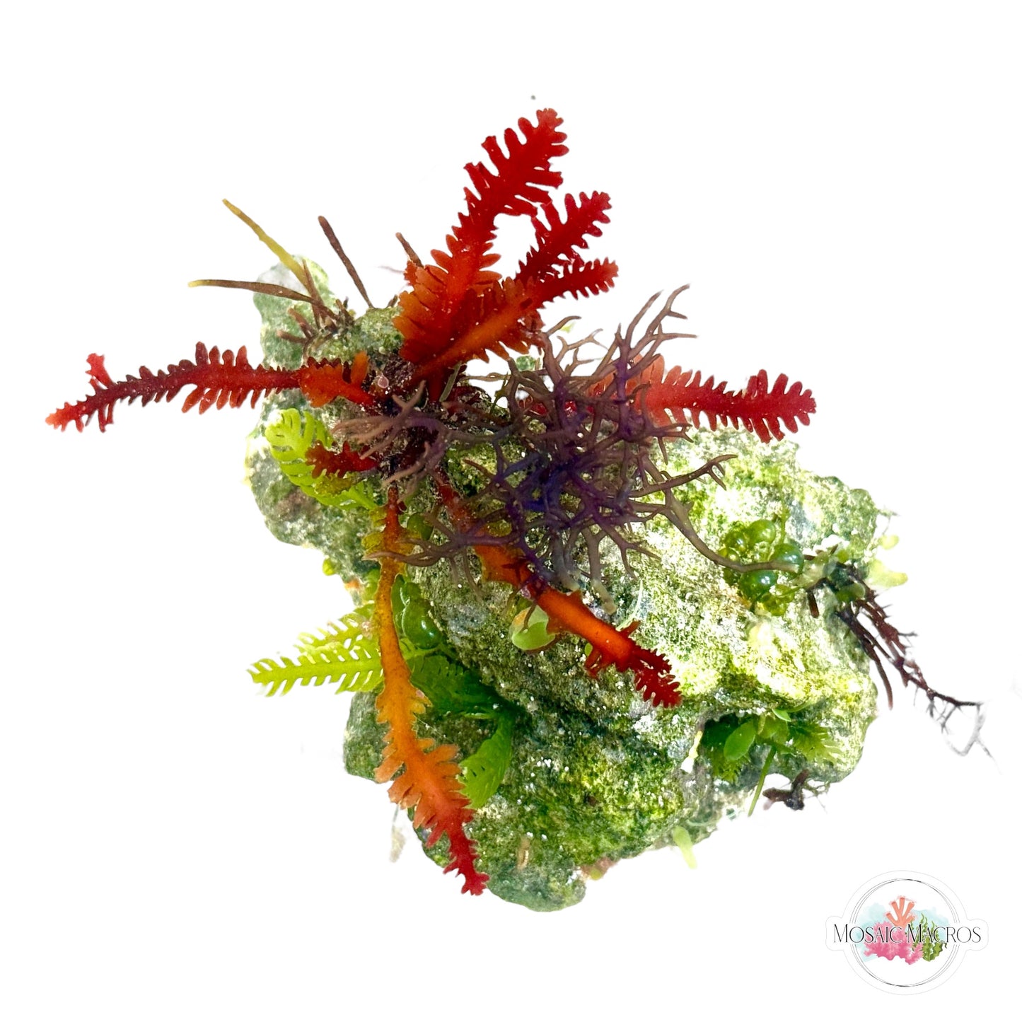 WYSWYG Red Fern, Blue Ochtodes, & Caulerpa (Naturally Attached to Rock)