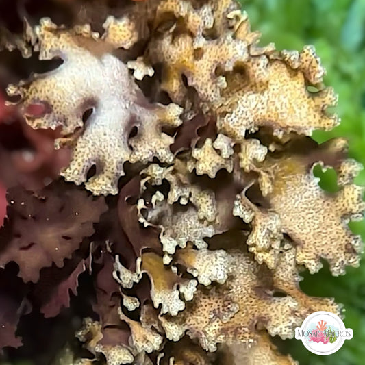 Mottled Halymenia Macroalgae | Halymenia maculata