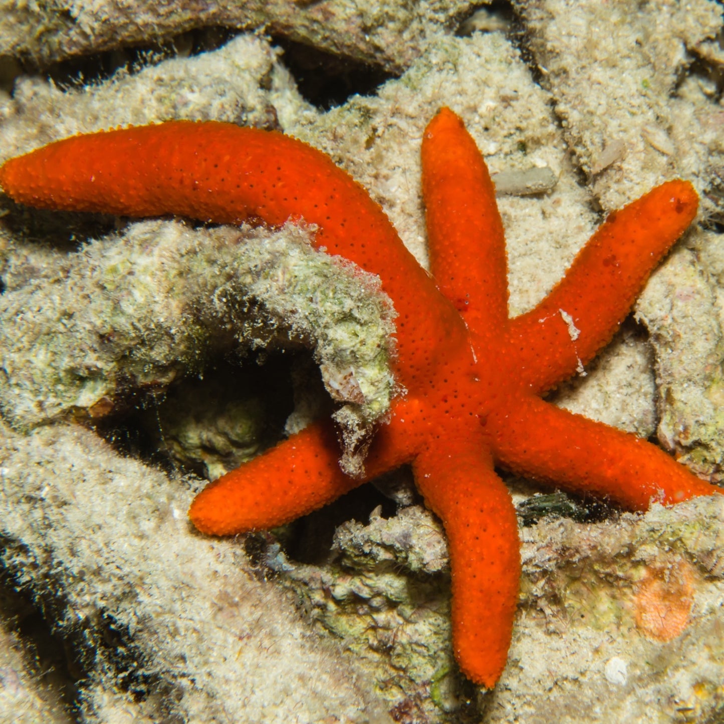 6-Armed Luzon Starfish | Echinaster luzonicus