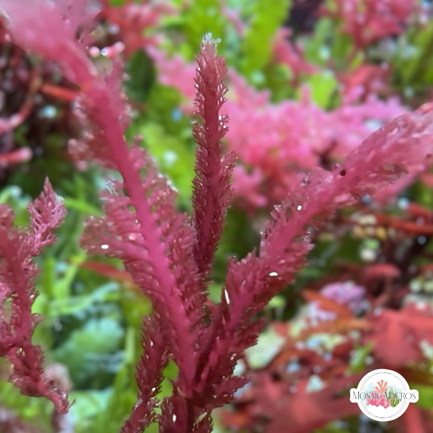 Bristletooth Comb Macroalgae | Alsidium triquetrum