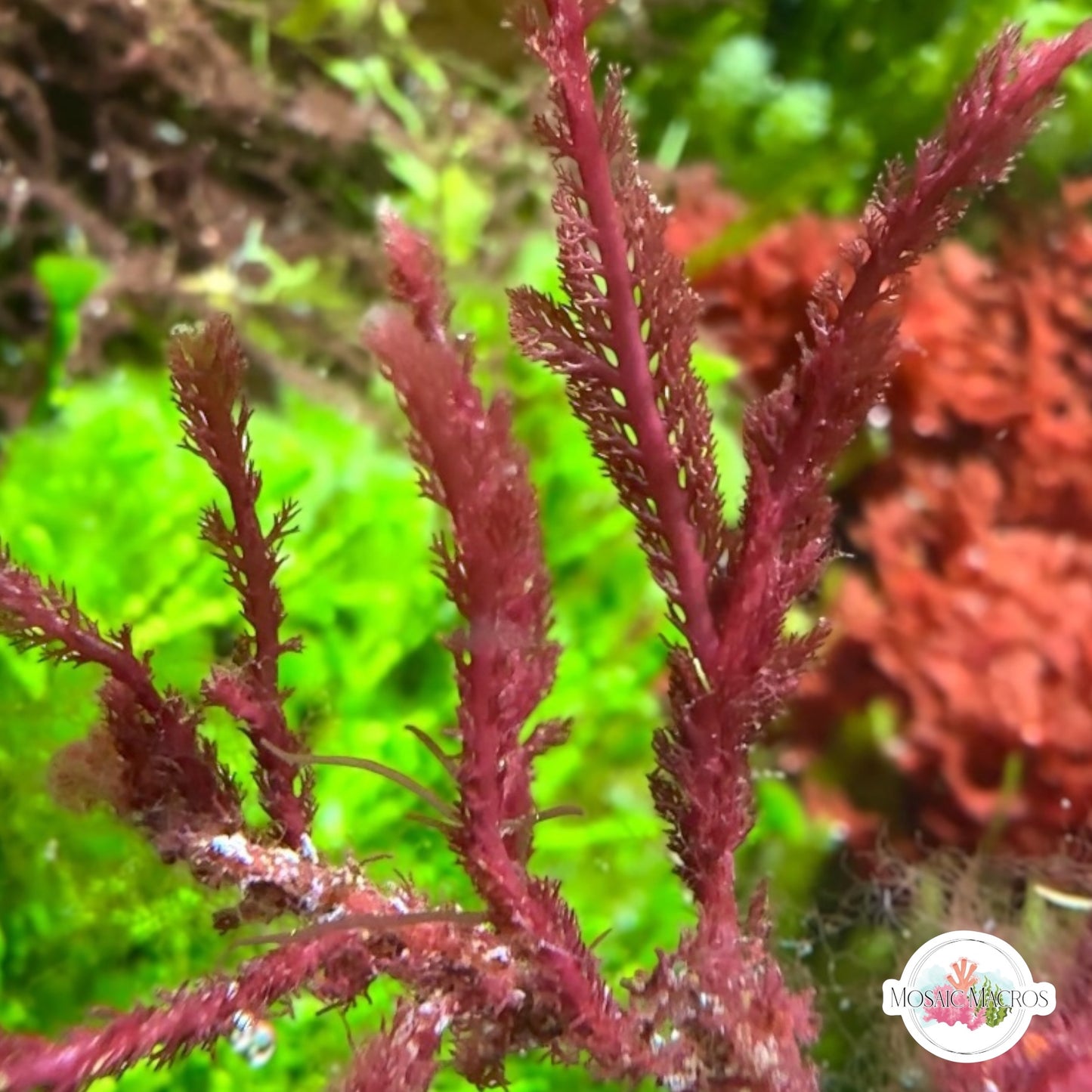 Bristletooth Comb Macroalgae | Alsidium triquetrum