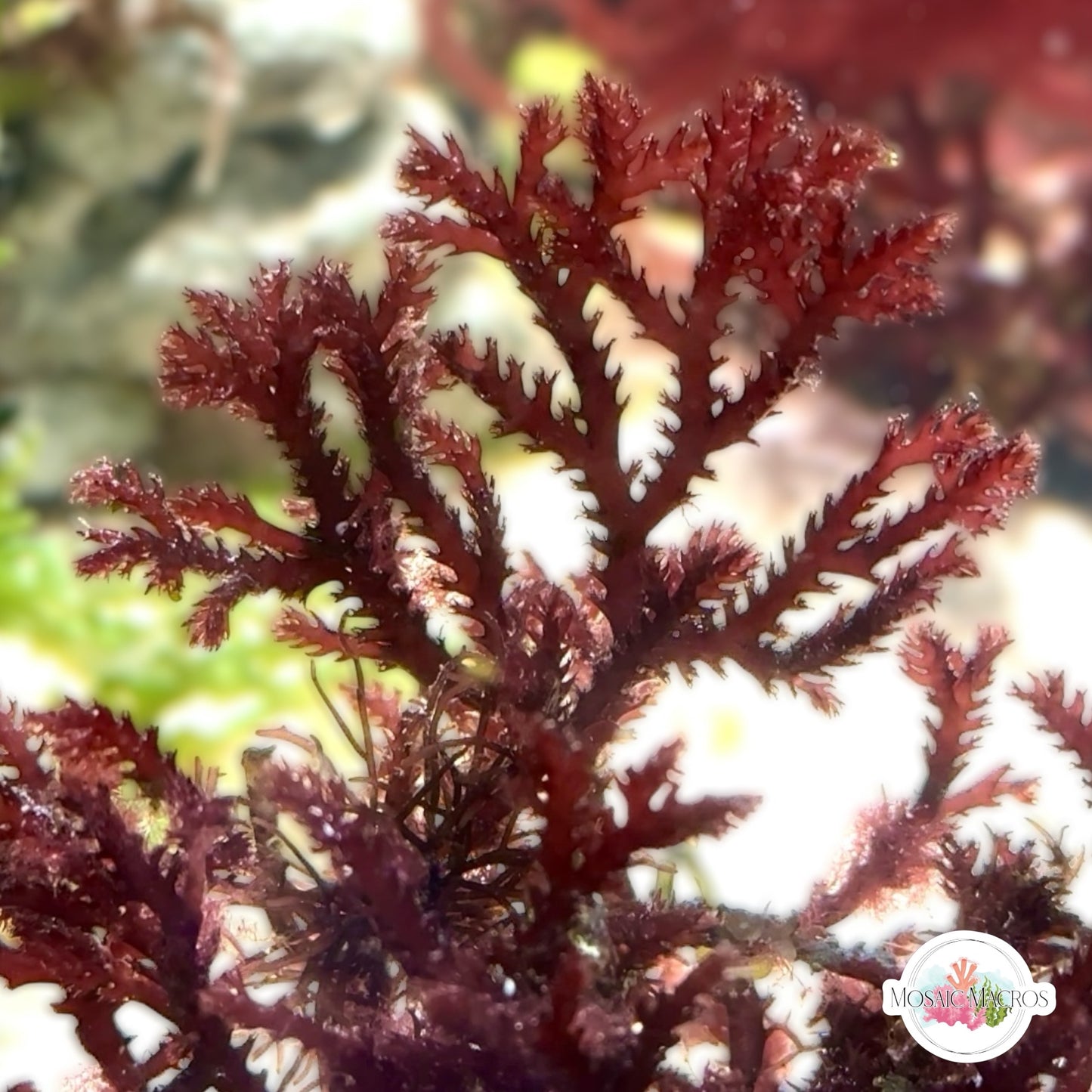 Red Razor Macroalgae | Bryothamnion triquetrum