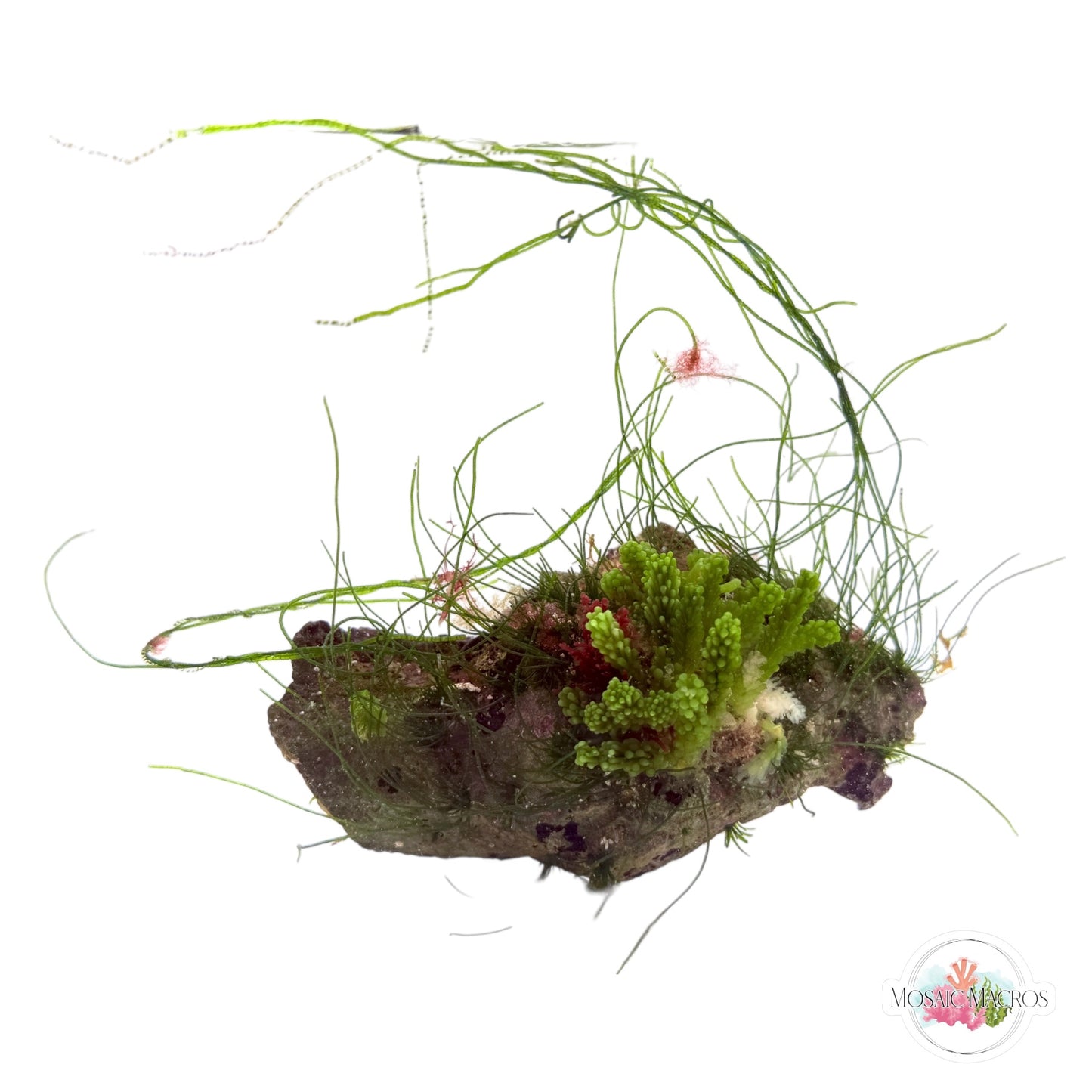 WYSWYG Grape Caulerpa, Grass Chaeto, & Laurencia