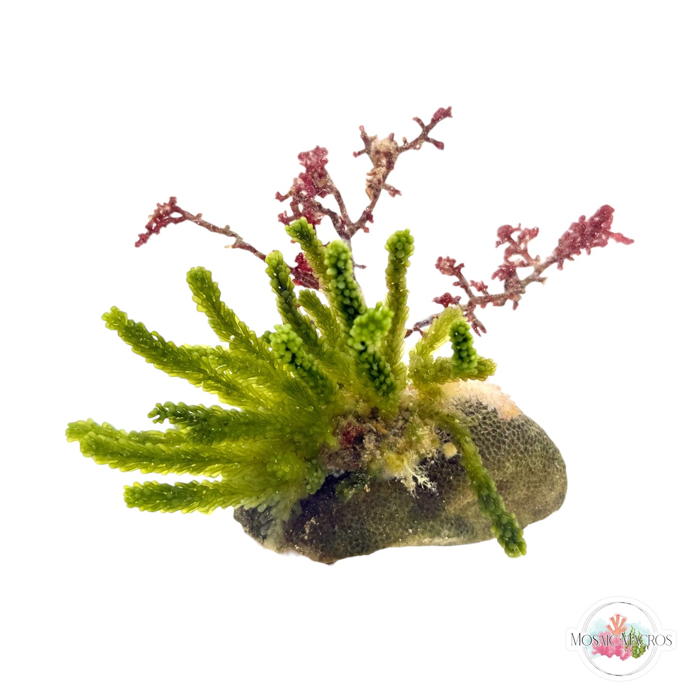 WYSWYG Grape Caulerpa & Laurencia