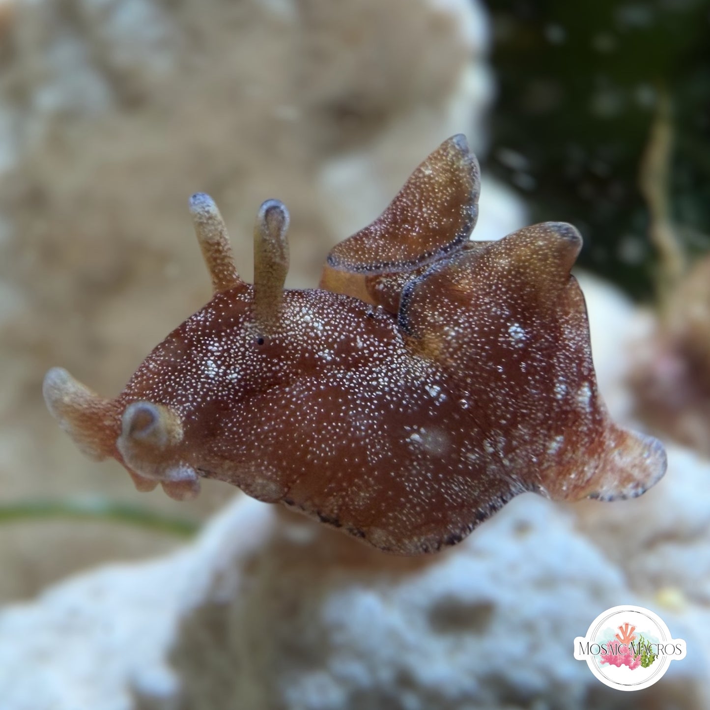Mini Mottled Sea Hare | Aplysia brasiliana