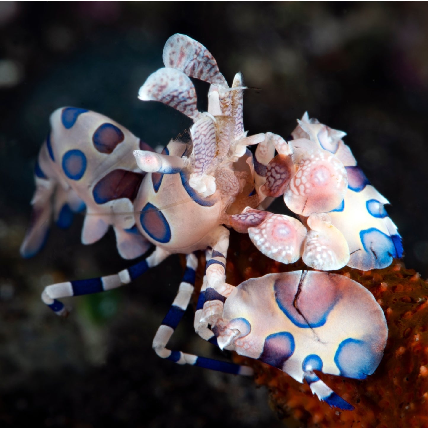 Harlequin Shrimp | Hymenocera picta