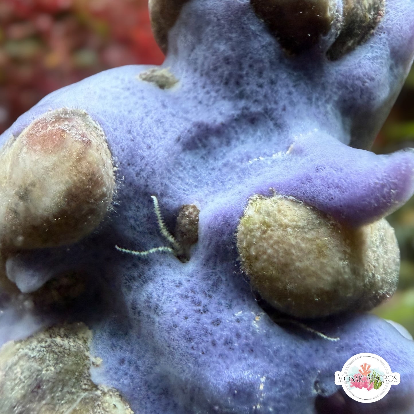 Blue Encrusting Sponge | Unknown sp.