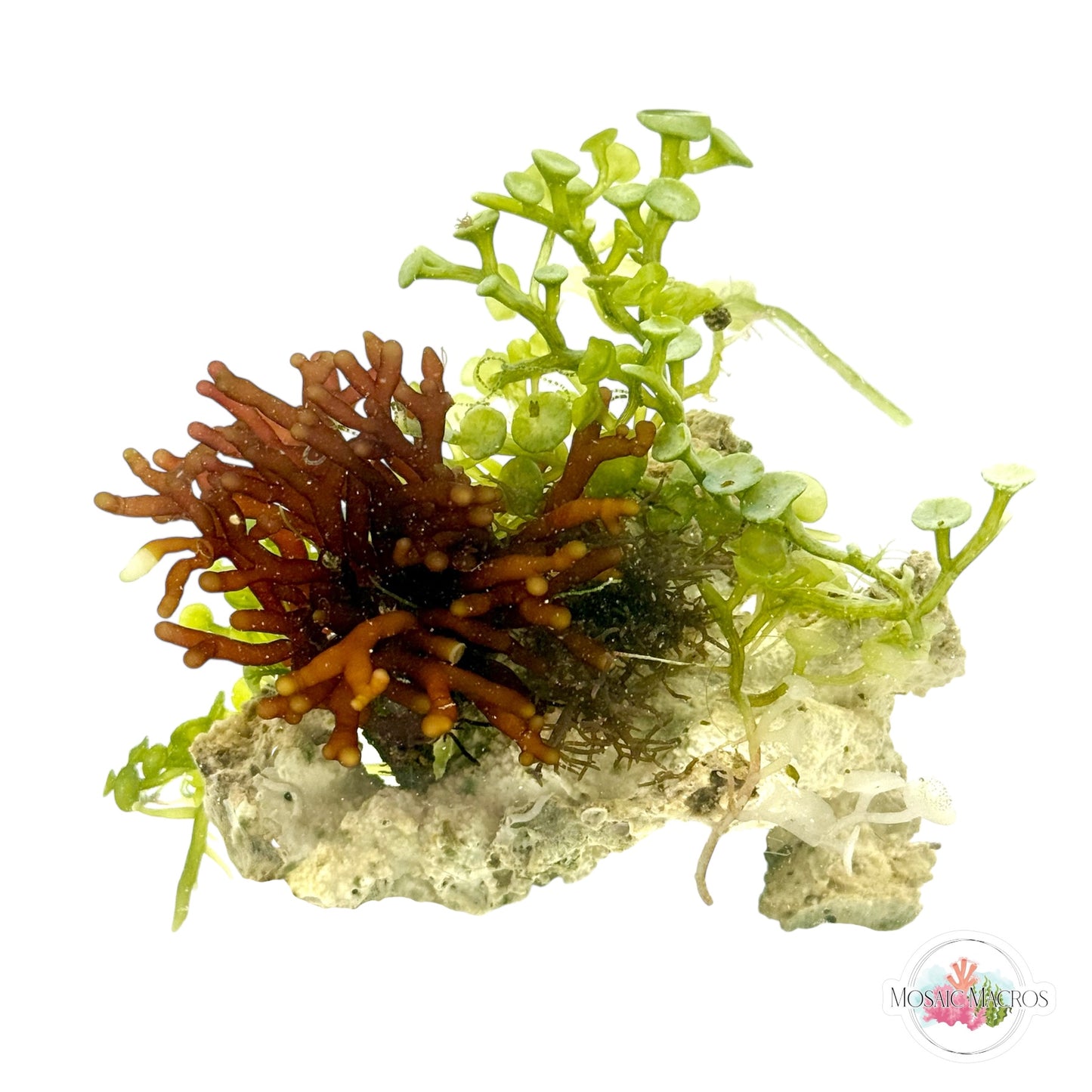 WYSWYG Branching Hex, Blue Ochtodes, & Caulerpa (Naturally Attached to Rock)