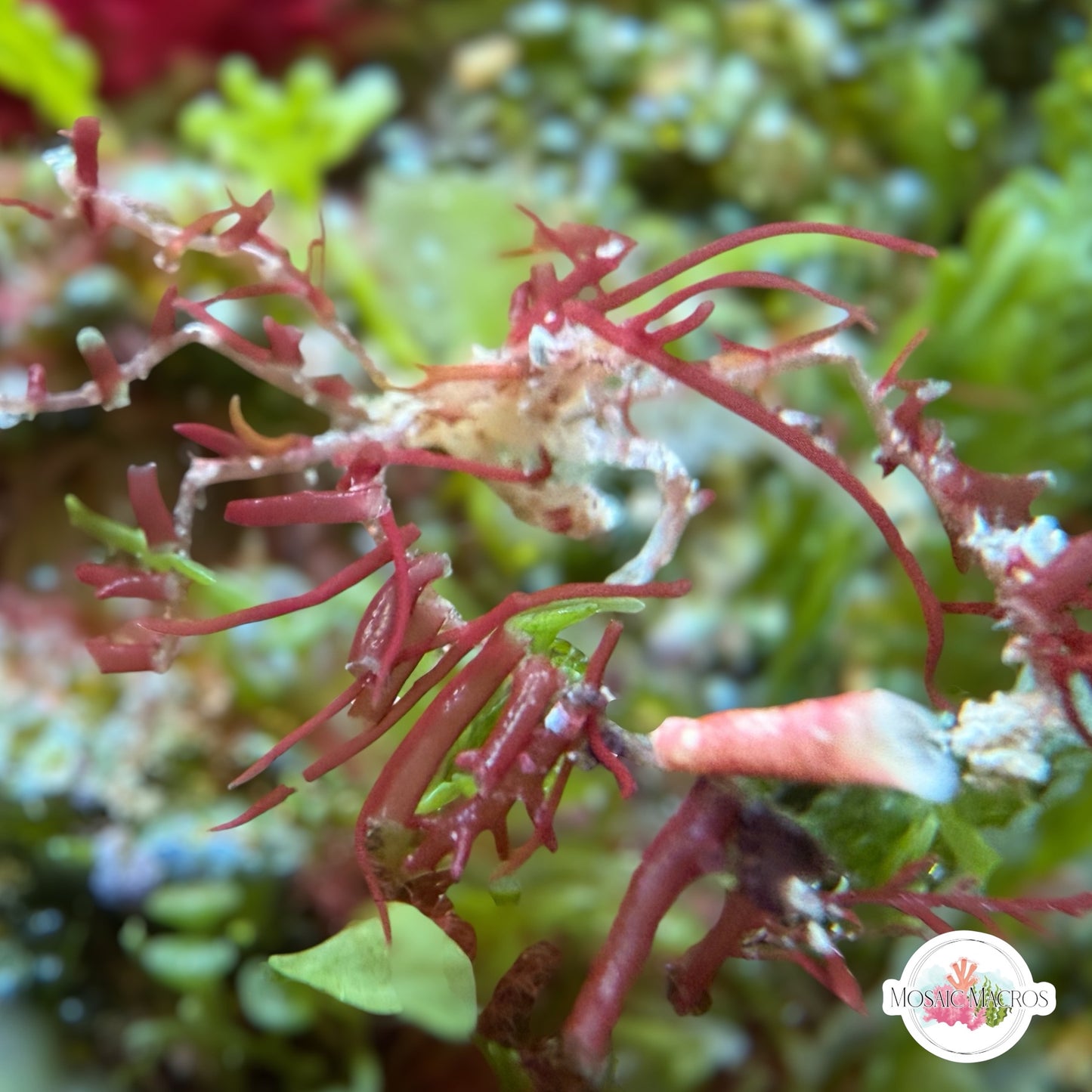 Macro-Decorator Frilly Arrow Crab | Podochela sp.